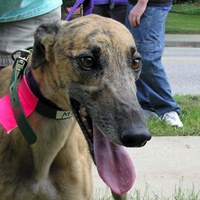 h483_missy head